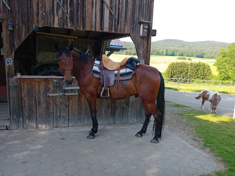 German Trotter Gelding 6 years 16 hh Brown in Thurmansbang