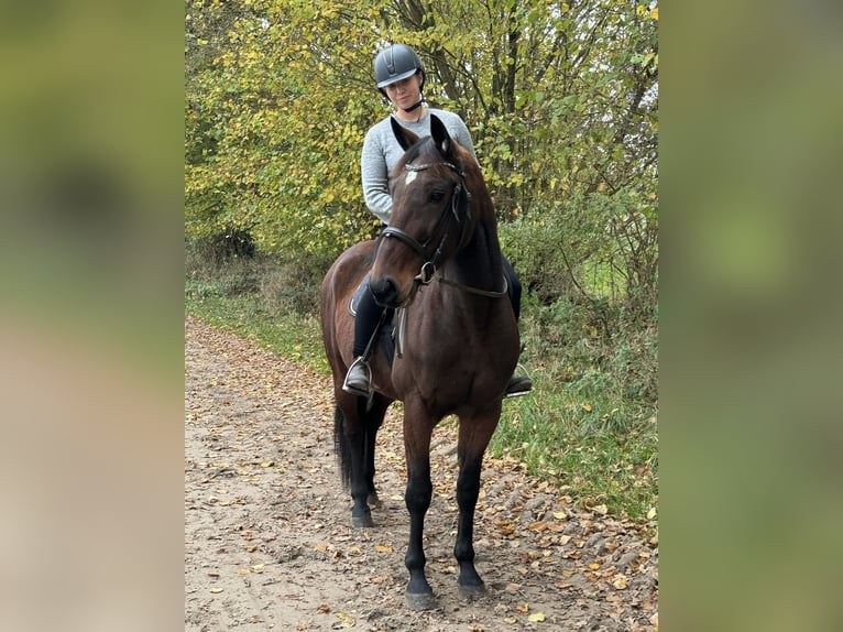 German Trotter Gelding 6 years 16 hh Brown in Neritz