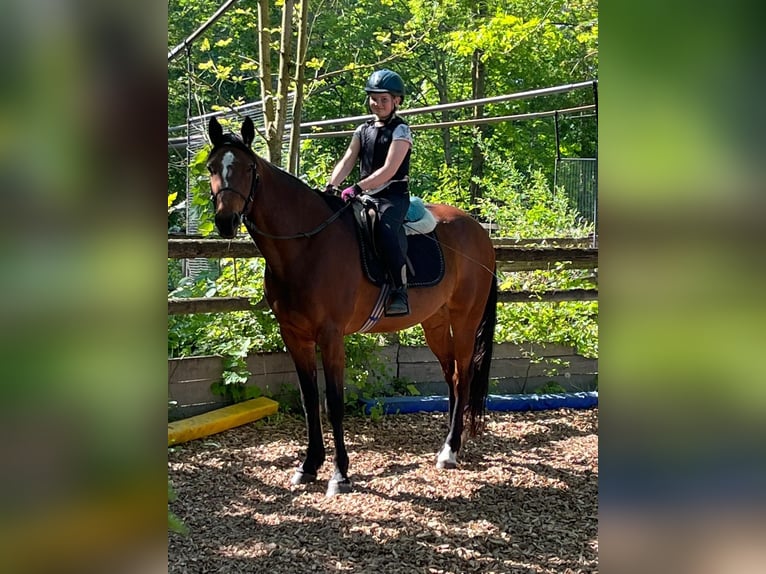 German Trotter Gelding 7 years 15.1 hh Brown in Bruckmühl
