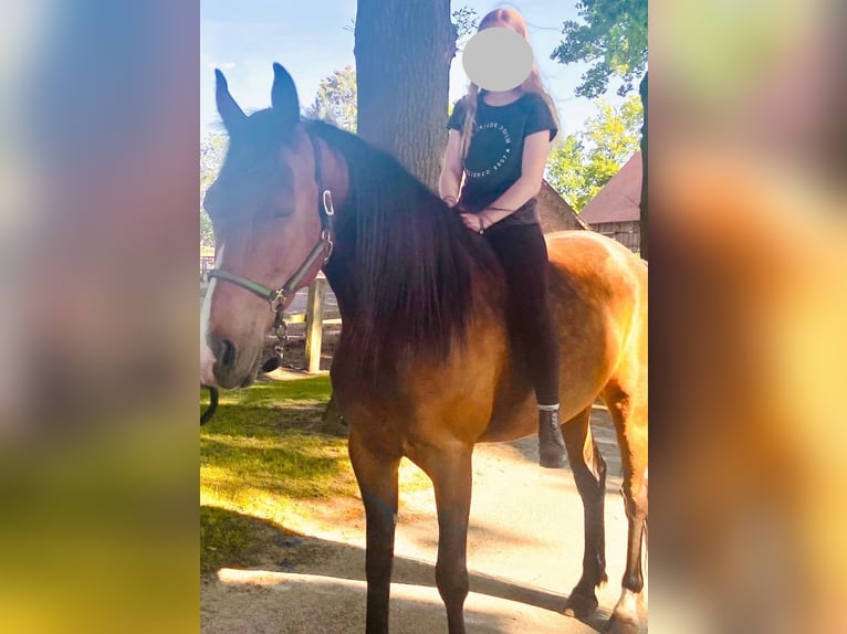 German Trotter Gelding 7 years 15,2 hh Brown in Warendorf