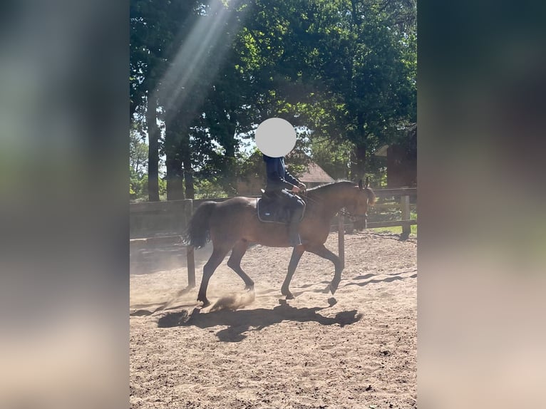 German Trotter Gelding 7 years 15,2 hh Brown in Warendorf