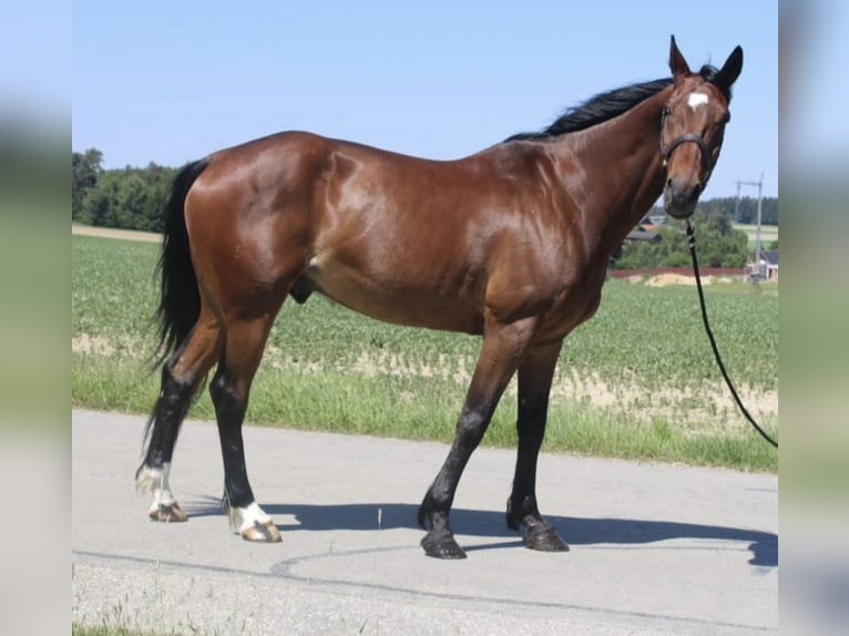 German Trotter Gelding 7 years 16 hh Brown in Rosenheim