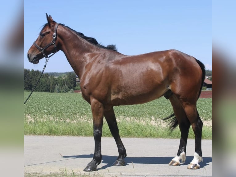 German Trotter Gelding 7 years 16 hh Brown in Rosenheim