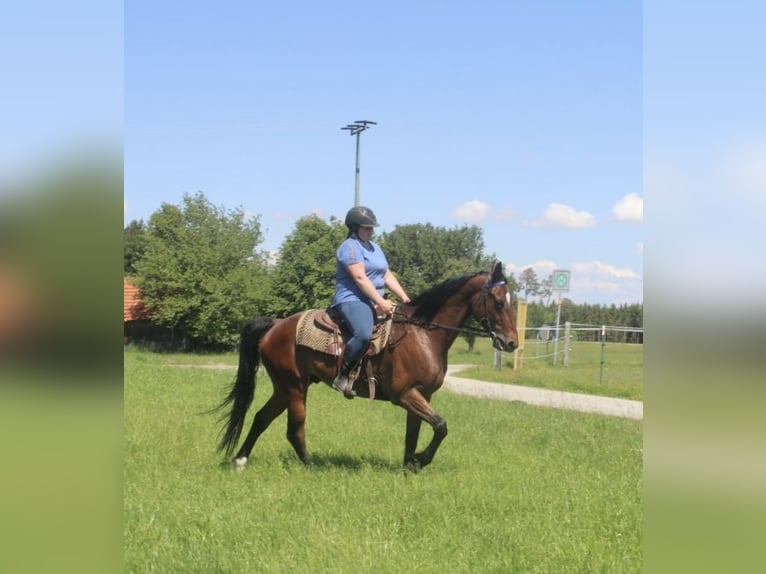 German Trotter Gelding 7 years 16 hh Brown in Rosenheim