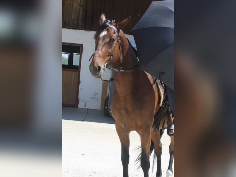 German Trotter Gelding 7 years 16 hh Brown in Rosenheim