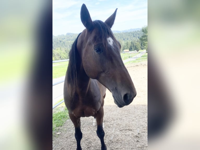 German Trotter Gelding 7 years 16 hh Brown in Rosenheim