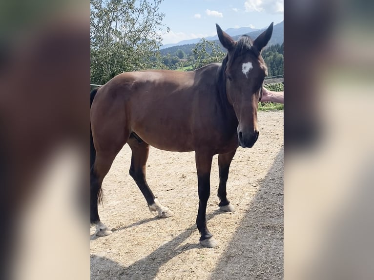 German Trotter Gelding 7 years 16 hh Brown in Rosenheim