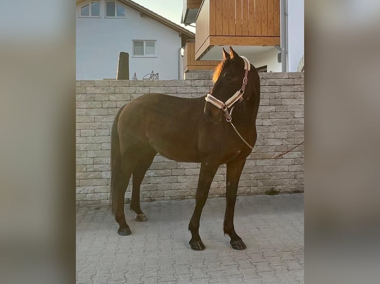 German Trotter Gelding 8 years 15.2 hh Bay-Dark in Bruckmühl