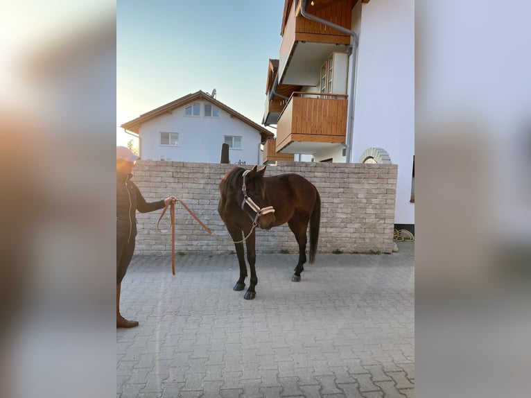 German Trotter Gelding 8 years 15.2 hh Bay-Dark in Bruckmühl