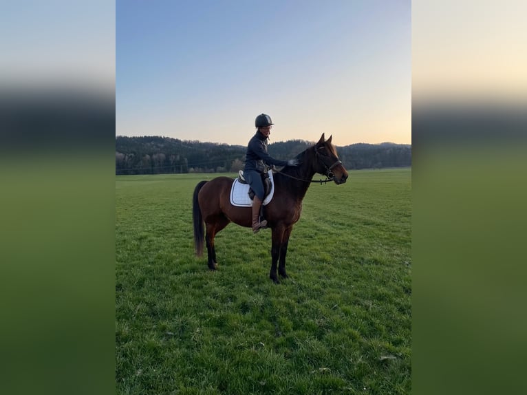 German Trotter Gelding 8 years 15.2 hh Bay-Dark in Bruckmühl