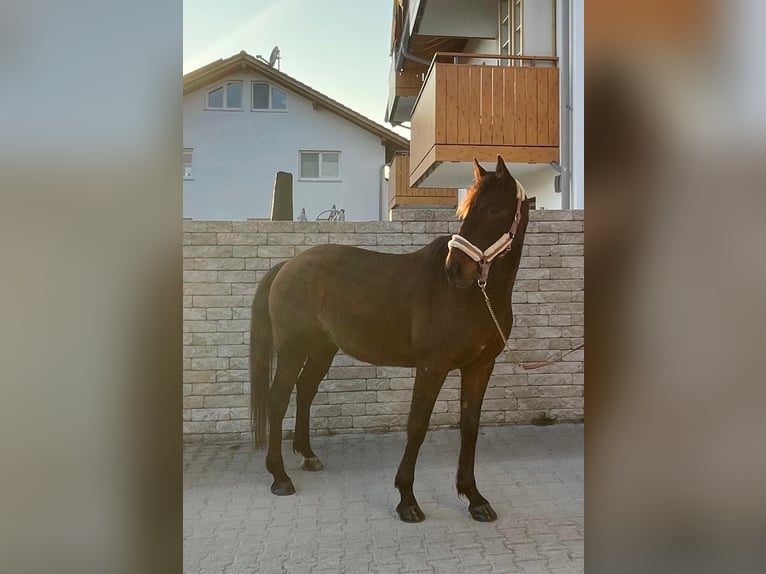 German Trotter Gelding 8 years 15.2 hh Bay-Dark in Bruckmühl