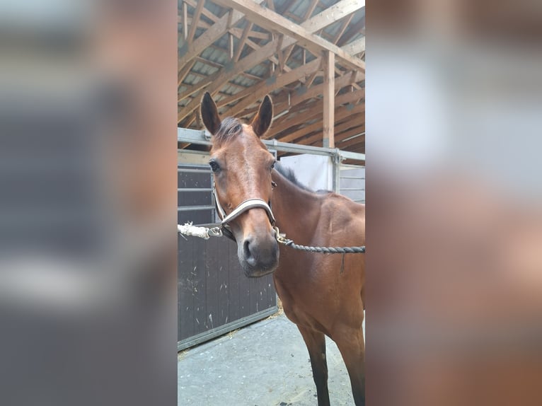 German Trotter Gelding 8 years 15,2 hh Brown in Berlin