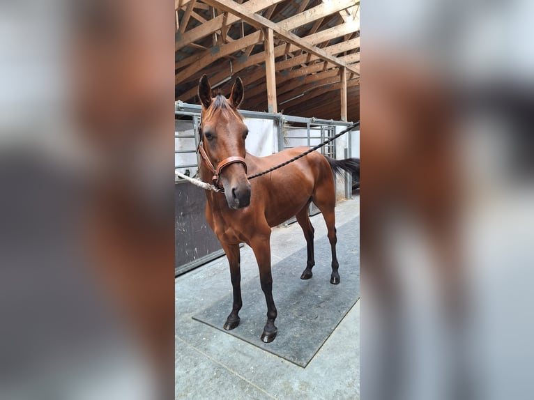 German Trotter Gelding 8 years 15,2 hh Brown in Berlin