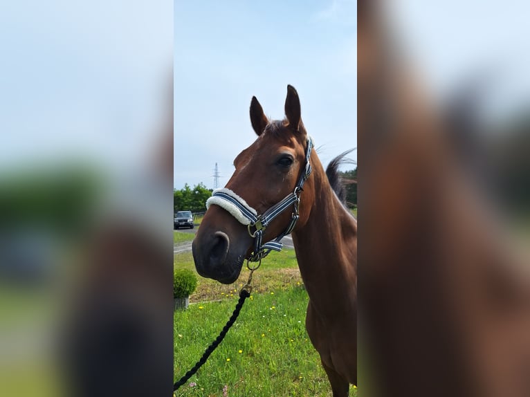 German Trotter Gelding 8 years 15,2 hh Brown in Berlin