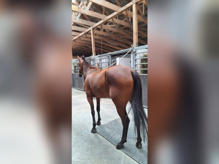 German Trotter Gelding 8 years 15,2 hh Brown in Berlin