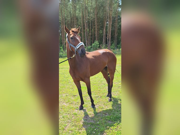 German Trotter Gelding 8 years 15,2 hh Brown in Berlin