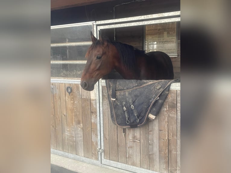 German Trotter Gelding 8 years 15.2 hh Brown in Bruckmühl