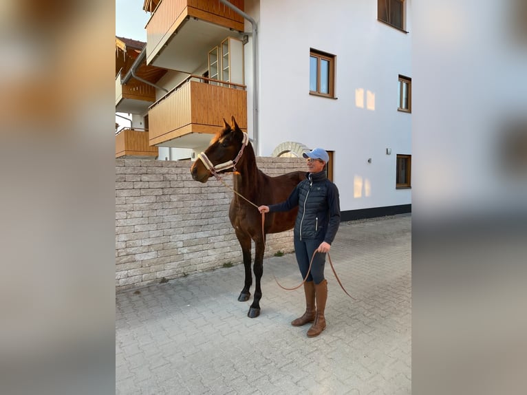 German Trotter Gelding 8 years 15.2 hh Brown in Bruckmühl