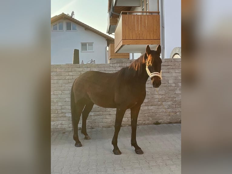 German Trotter Gelding 8 years 15.2 hh Brown in Bruckmühl