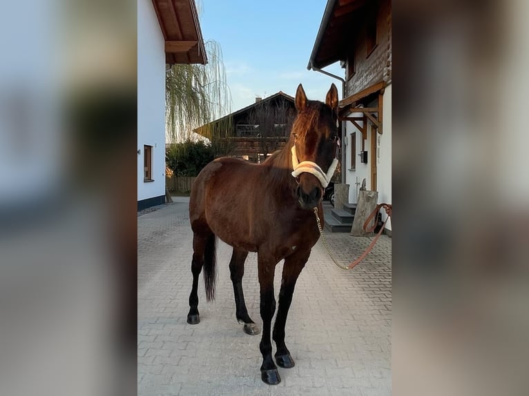 German Trotter Gelding 8 years 15.2 hh Brown in Bruckmühl