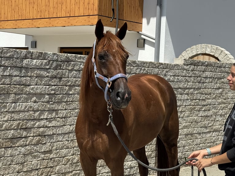 German Trotter Gelding 8 years 15.2 hh Chestnut-Red in Bruckmühl
