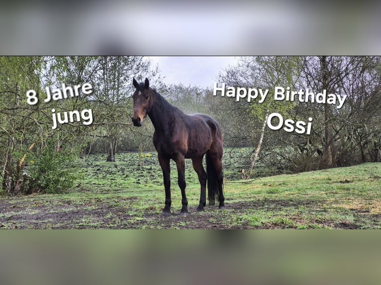 German Trotter Gelding 8 years 16 hh Bay-Dark in Geesthacht