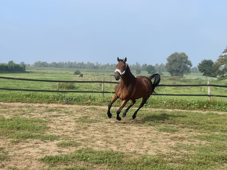 German Trotter Gelding 8 years 16 hh Brown in tolkamer