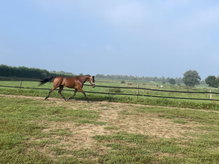 German Trotter Gelding 8 years 16 hh Brown in tolkamer