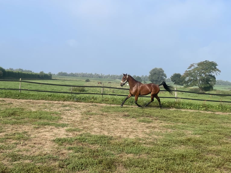 German Trotter Gelding 8 years 16 hh Brown in tolkamer