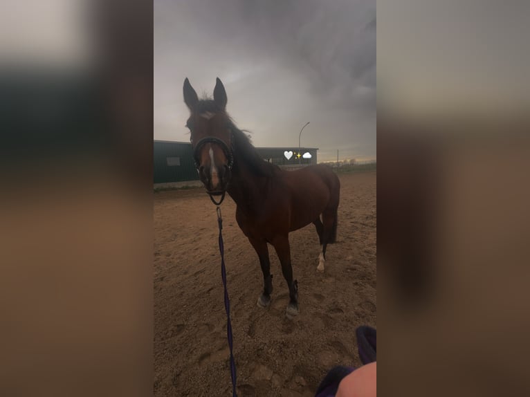 German Trotter Gelding 8 years 16 hh Brown-Light in Horstedt