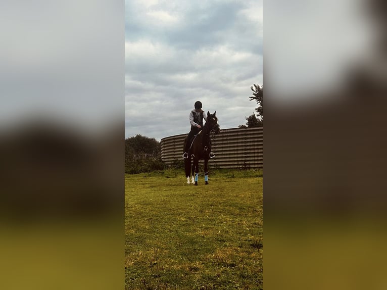 German Trotter Gelding 8 years 16 hh Brown-Light in Horstedt