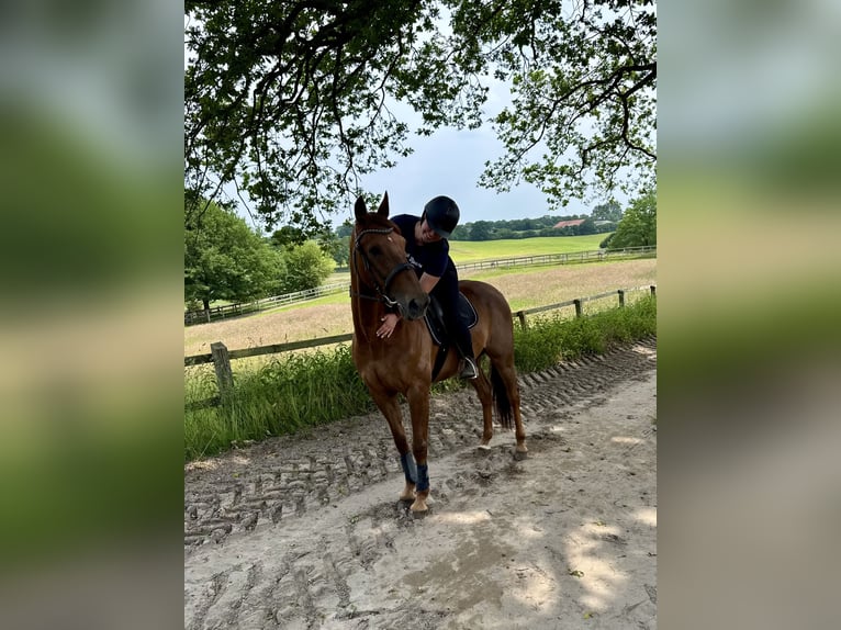 German Trotter Gelding 8 years 16 hh Chestnut-Red in Neritz