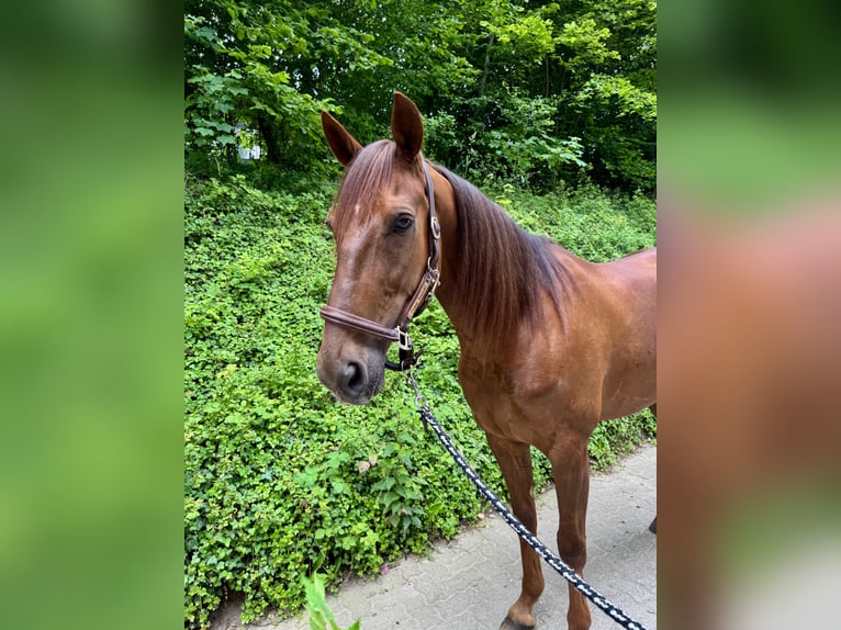 German Trotter Gelding 8 years 16 hh in Neritz