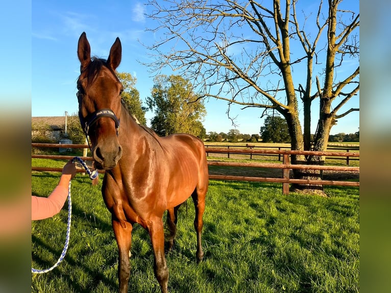 German Trotter Gelding 8 years 16,2 hh Brown in Bottrop