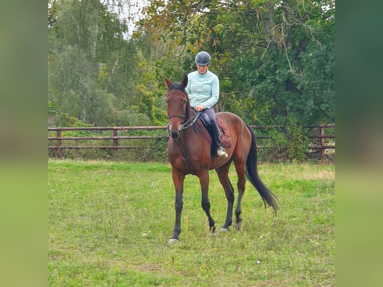 German Trotter Gelding 8 years 16,2 hh Brown in Bottrop