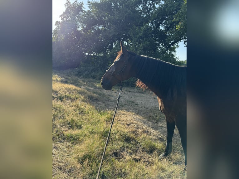 German Trotter Gelding 8 years 17 hh Bay-Dark in M&#xFC;lheim an der Ruhr