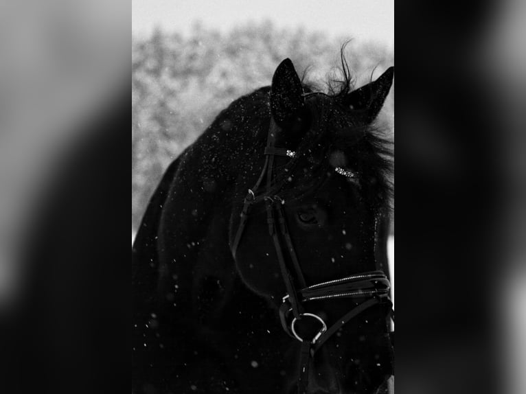 German Trotter Mix Gelding 9 years 14,2 hh Black in Neumarkt am Wallersee