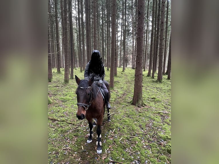 German Trotter Gelding 9 years 15.1 hh Brown in Utting am Ammersee/ Achselschwang