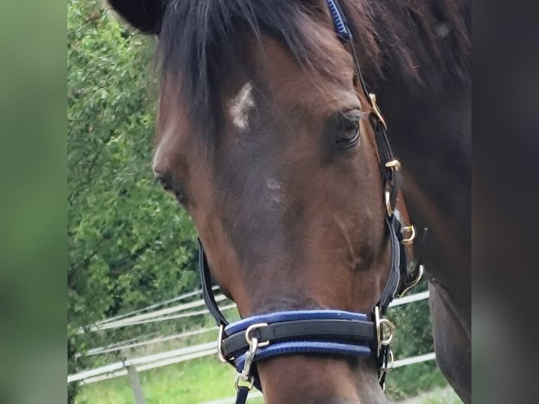 German Trotter Gelding 9 years 15,2 hh Brown in Goch