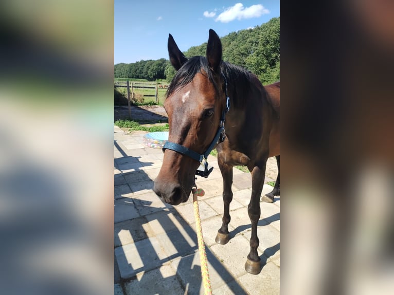 German Trotter Gelding 9 years 15,2 hh Brown in Goch