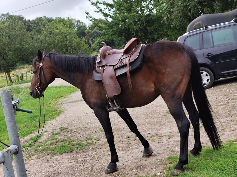 German Trotter Gelding 9 years 15,2 hh Brown in Goch