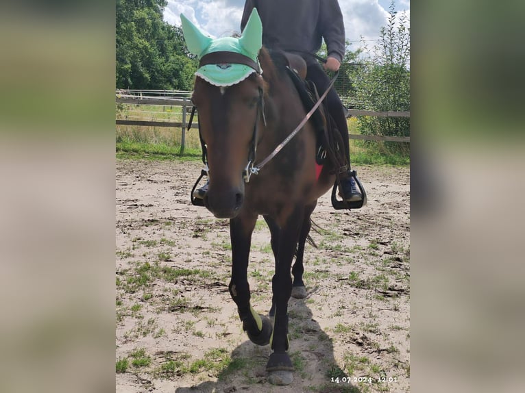 German Trotter Gelding 9 years 15,2 hh Brown in Goch