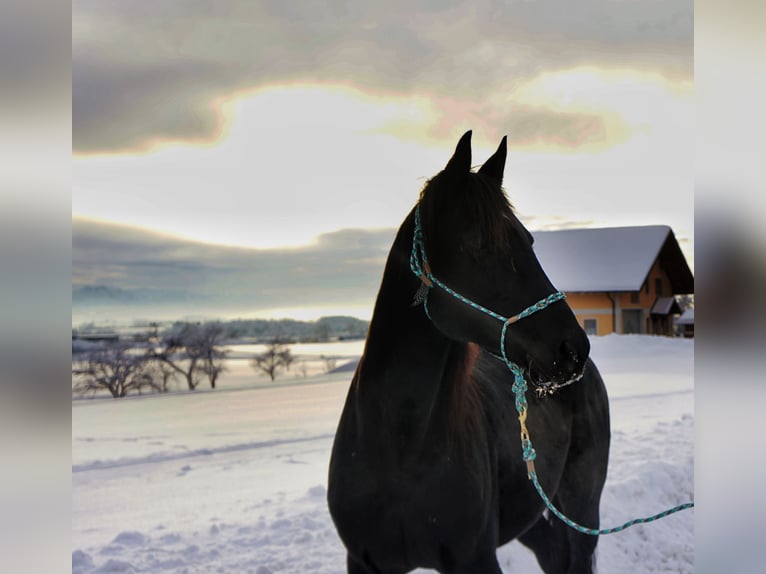German Trotter Mix Gelding 9 years 15,1 hh Black in Saafelden am Steinernen Meer