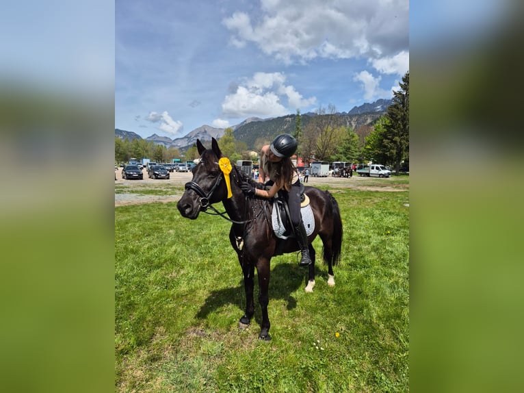 German Trotter Mix Gelding 9 years 15,1 hh Black in Saafelden am Steinernen Meer