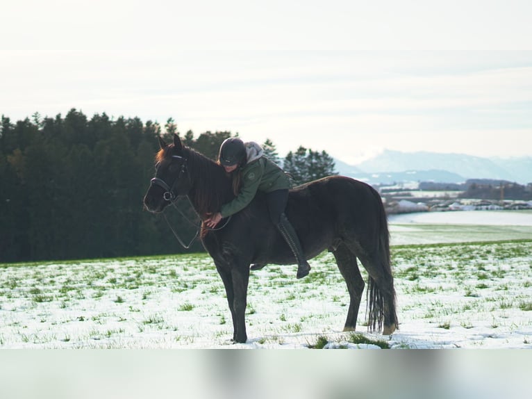 German Trotter Mix Gelding 9 years 15,1 hh Black in Saafelden am Steinernen Meer