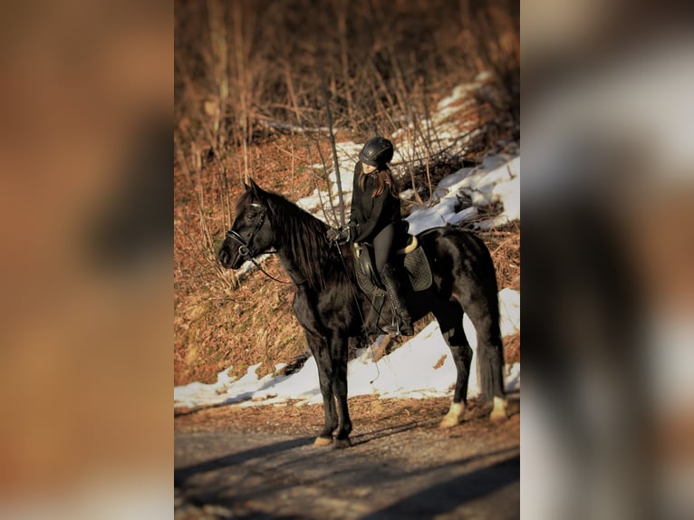 German Trotter Mix Gelding 9 years 15,1 hh Black in Saafelden am Steinernen Meer