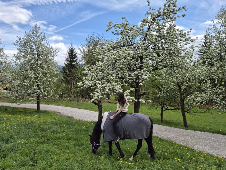 German Trotter Mix Gelding 9 years 15,1 hh Black in Saafelden am Steinernen Meer