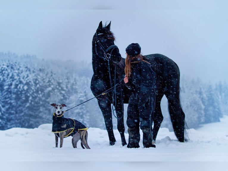 German Trotter Mix Gelding 9 years 15,1 hh Black in Saafelden am Steinernen Meer