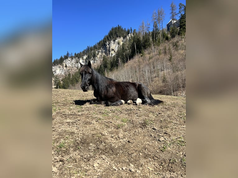 German Trotter Mix Gelding 9 years 15,1 hh Black in Saafelden am Steinernen Meer