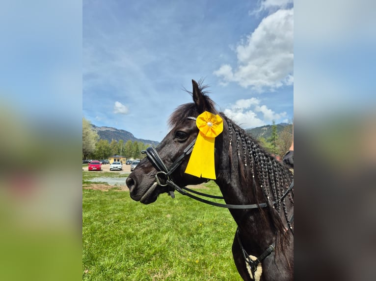 German Trotter Mix Gelding 9 years 15,1 hh Black in Saafelden am Steinernen Meer